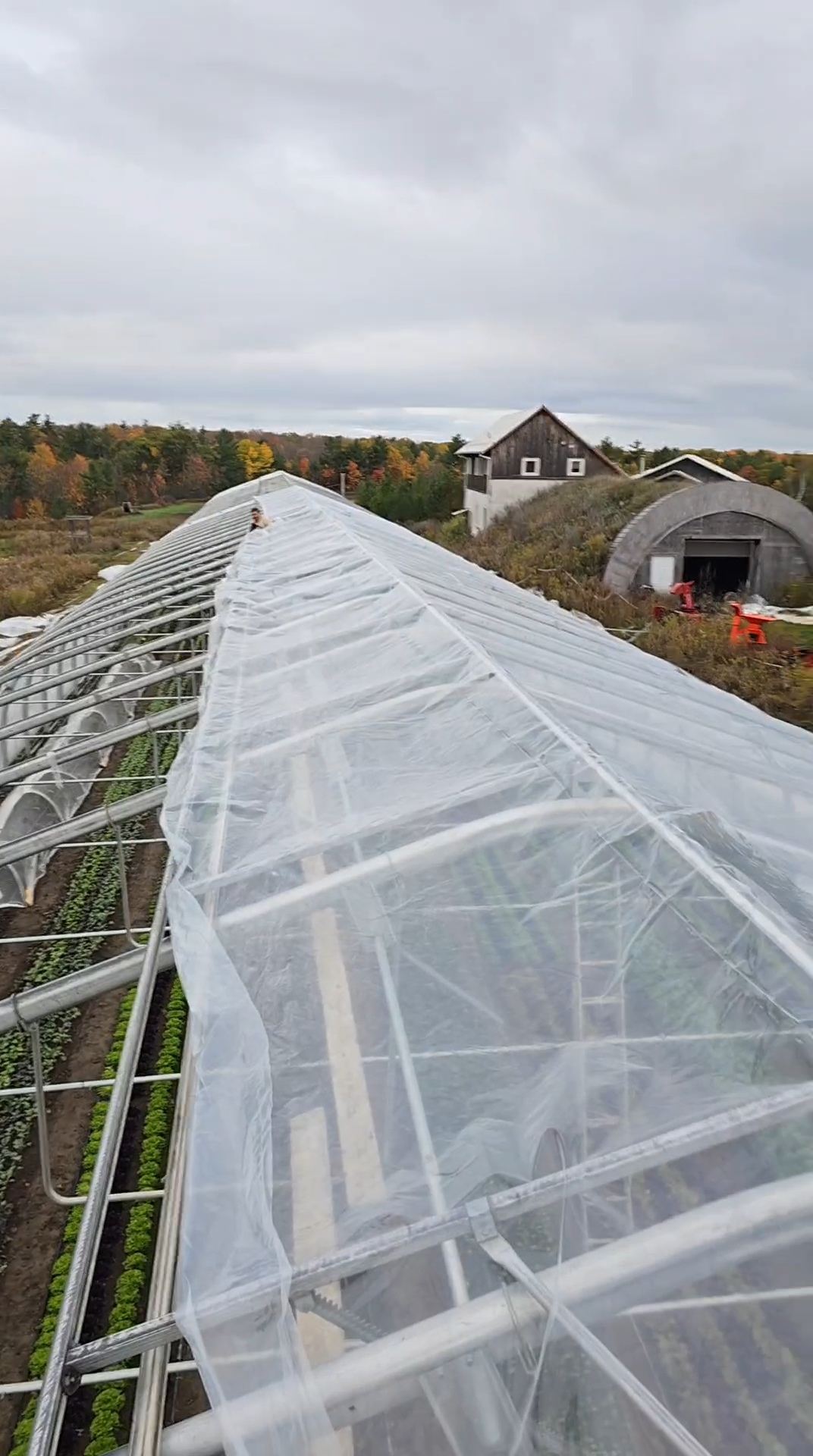 Panoramic view of a poly tunnel roof over crop rows