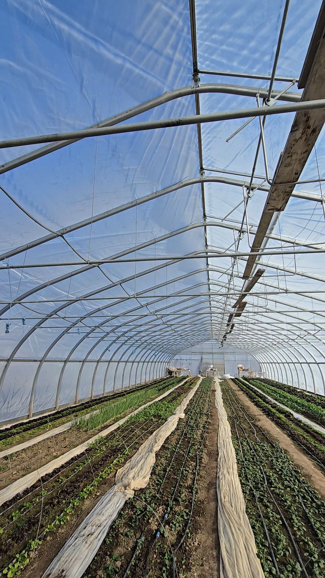 Interior of a renovated commercial hoop house