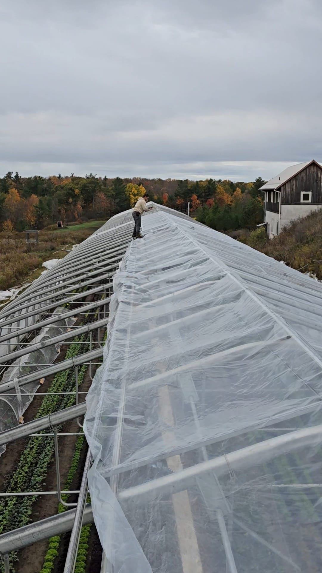 Poly roof installation on a commercial hoop house structure
