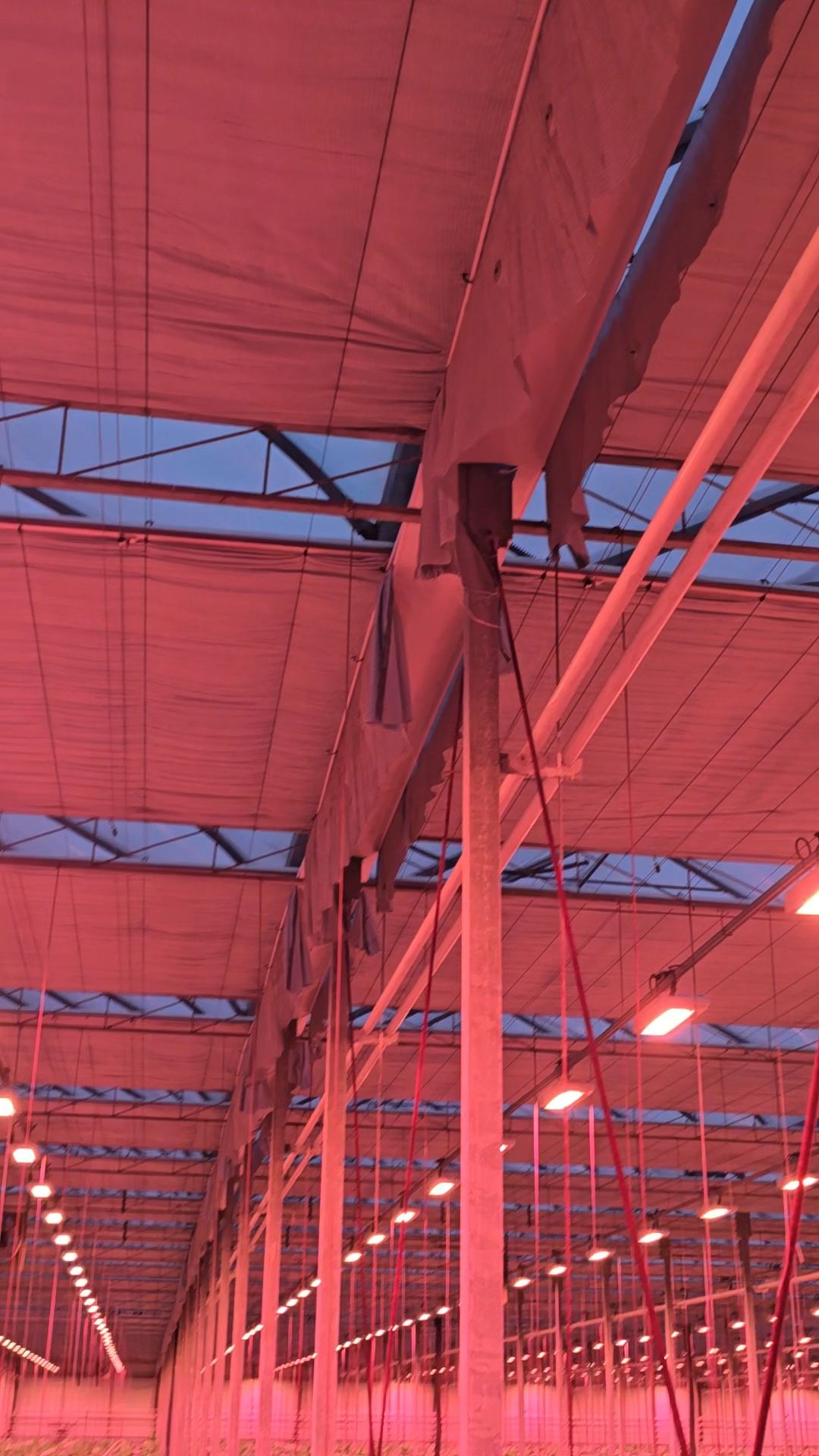 Interior view of energy screen and supplemental lighting system