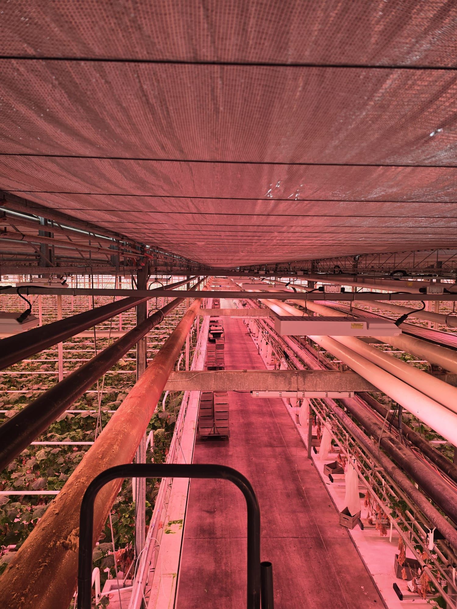 Wide interior view of screening system and grow lighting