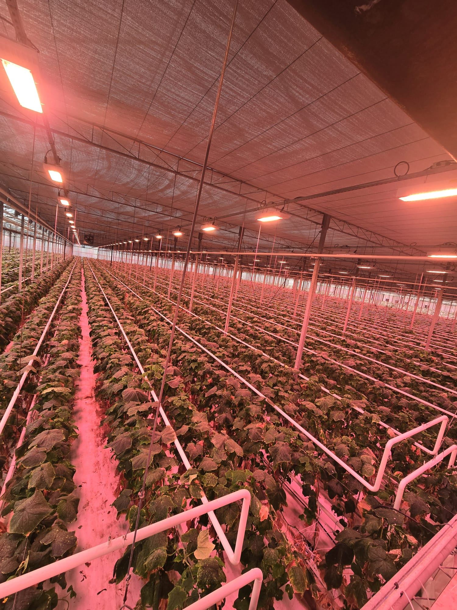 Energy saving screening system inside a commercial greenhouse