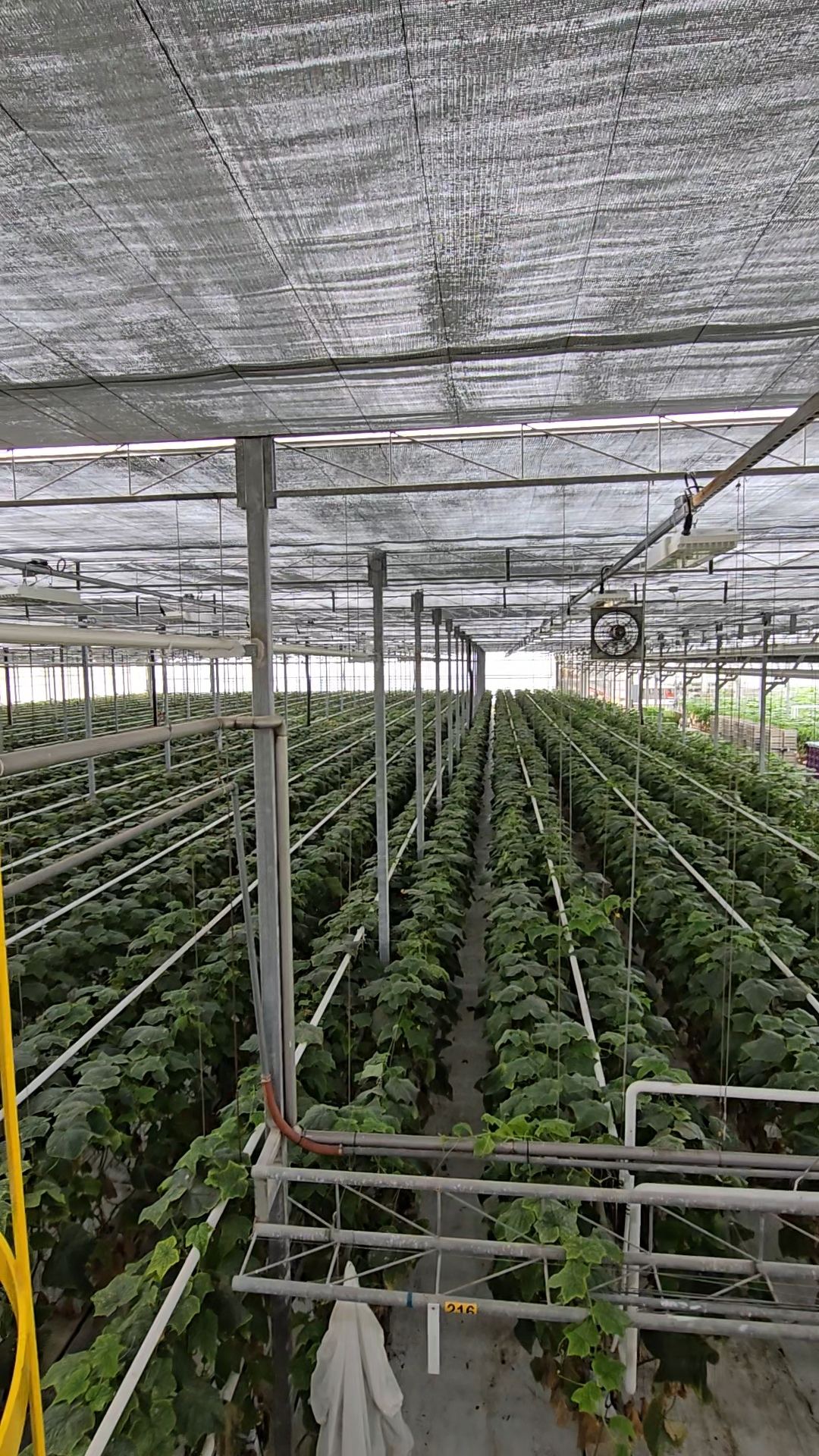Shading system installed above commercial greenhouse crop rows